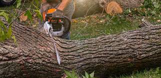 Best Firewood Processing and Delivery  in Sargent, TX