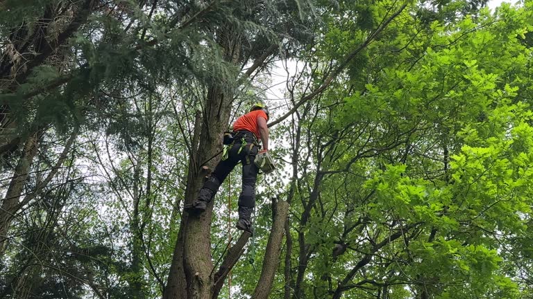 Best Commercial Tree Services  in Sargent, TX