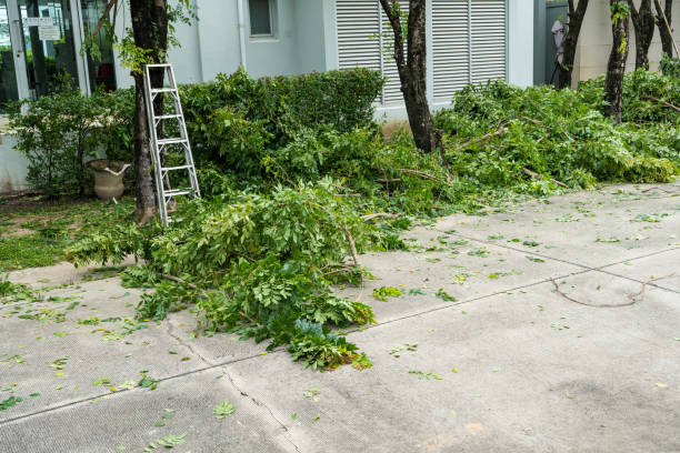 How Our Tree Care Process Works  in  Sargent, TX