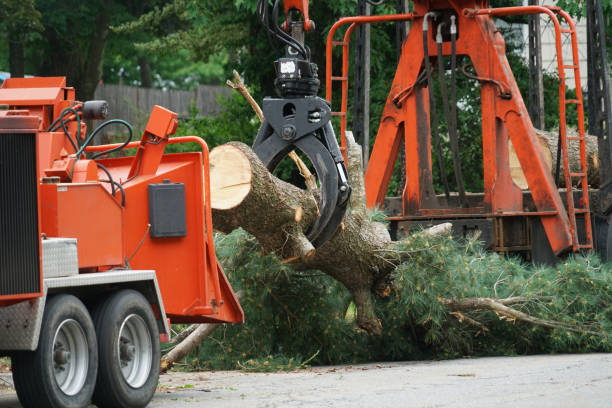Professional Tree Services in Sargent, TX